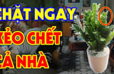 Cây Kim Tiền hút tài lộc: Nhưng 2 tuổi này không nên trồng, lộc đâu không thấy chỉ lắm tai ương, là tuổi nào?