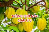 Vị trí tốt nhất trồng cây khế thu vàng hút bạc, người tuổi này rất hợp trồng cây khế, cây nhỏ cũng giàu có