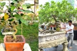 Cây ăn quả quen thuộc biến thành bonsai độc đáo: Vừa là biểu tượng may mắn, vừa có giá trị tới 800 triệu đồng