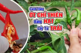 Trồng ớt chỉ tưới nước lã: Cây còi cọc vàng hoe, dùng thứ nước này quả sai trĩu cành