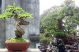 Cây ăn quả bonsai độc lạ: Vừa đẹp, vừa sang, vừa mang tài lộc vào nhà - Có cây giá hơn 10 tỷ đồng