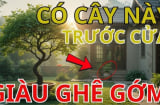 Nhà có 3 cây cảnh, 10 người 9 kẻ giàu, là những cây gì?