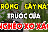 3 cây âm mọc lên trước cửa, tiền nhiều cũng mất sạch, 'cây âm' là cây gì?