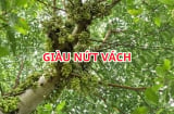 Người xưa dạy: Trồng cây sung vị trí này thì gia đình giàu có, con cháu hưng thịnh. Đó là chỗ nào?