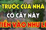 Loại cây: 'Ông bà trồng con cháu hưởng', chớ dại mà chặt đi kẻo mất lộc