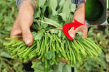 3 dấu hiệu nhận biết rau muống nhiễm chì đơn giản nhất
