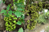 Người tuổi nào hợp trồng cây sung nhất? Nên trồng ở đau để gia đình đời đời sung túc?