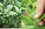 Uống nước lá chanh nhiều công dụng nhưng còn ít người biết