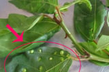 Uống nước lá sung mỗi ngày có tốt không?