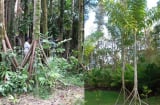 Loài cây này biết đi, hàng năm di chuyển 20 mét. Ngỡ ngàng nhà khoa học nói lý do chúng có thể di chuyển