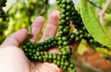 Loại nông sản xuất khẩu sang Mỹ thu hơn 10.000 tỷ/năm: Vị thuốc quý bị người Việt lãng quên