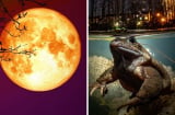 Tổ Tiên nói rằng: ‘Đêm Trăng Rằm đừng ăn Ếch Trông Trăng', ếch trông trăng là gì?