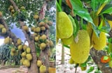 Vì sao người xưa khuyên không được trồng cây mít trước nhà?