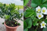 Nhà chật cũng vẫn trồng được 4 loại cây này, vừa có quả ăn vừa tốt phong thủy Thu Tài Hút Lộc