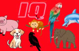 Top 13 loài động vật thông minh nhất, bất ngờ với vị trí của Lợn - loài mà chúng ta hay nói là ngu