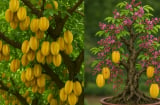 Trồng cây khế Thu Hút Tài Lộc phải nhớ 1 điều Đại Kỵ, 2 điều nên làm để thuận phong thủy