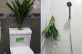 Đặt bó lá này trong nhà vệ sinh: Cả tuần không có mùi hôi, đuổi sạch đàn muỗi, dĩn