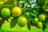 Tổ Tiên dạy: 'Trong nhà có hai cây này, dù không giàu cũng có phước' – Bạn đã biết là cây gì chưa