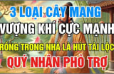 3 loại cây Vượng Khí Cực Mạnh: Trồng trong nhà giàu có 3 đời, con cái giỏi giang hiếu thảo