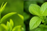 5 loại lá rẻ tiền dễ kiếm lại là mẹo vàng trị rụng tóc, gội đầu xong tóc mượt, tóc con mọc tua tủa