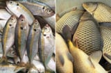 Đều là cá nhưng cá biển hay cá nước ngọt bổ dưỡng hơn?