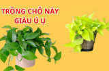 Trồng cây Trầu Bà Thu Hút Tài Lộc nhưng cần tránh 4 vị trí này kẻo Hao Tài Tốn Của, khó làm giàu