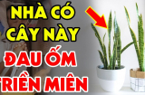 Trồng cây Lưỡi Hổ trong nhà hợp phong thủy nhưng có 2 tuổi rất kỵ, lỡ trồng tiền của trôi sông