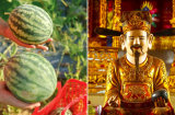 Vùng đảo hoang Mai An Tiêm trồng dưa hấu hiện giờ ở đâu?