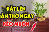 4 loại cây đặt lên bàn thờ Tổ Tiên Ưng Bụng: Gia chủ sớm muộn cũng phát tài