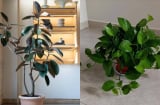 5 loại cây 'trấn trạch' cực tốt: Trồng một chậu trong nhà, người vượng, nhà vượng, tài lộc dồi dào