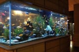 Không nên đặt 4 thứ này ở phòng khách, sẽ khiến gia chủ kiếm tiền khó khăn, của nả thất thoát