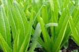 Loại rau giàu canxi vượt trội hơn cả sữa, ăn sống hay chín đều mang lại lợi ích tuyệt vời cho sức khỏe