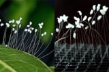Sự thật bất ngờ về loài hoa 3000 năm mới nở, thấy hoa nở là Phúc Lộc Tới, May Mắn Tràn Về?