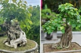 Trồng cây bồ đề là phúc khí hay hoạ: Có nên trồng cây bồ đề trước nhà không?