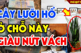 Cây lưỡi hổ đặt linh tinh mất lộc: Đặt cây lưỡi hổ vào vị trí này kích hoạt tài lộc, vượng khí ngập nhà