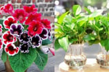 Trồng cây gì để con học giỏi, thi cử đỗ đạt? Đây là 5 loại cây phong thủy cha mẹ nên biết