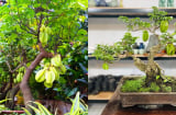 Trồng cây khế chua có ảnh hưởng tới Phong Thủy Tài Lộc không?