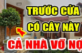 Trước cửa có cây ác 'chặn đứng' thần Tài, cây càng xanh tươi người càng mất Lộc: Là cây gì?