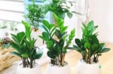 3 mẹo trồng cây kim tiền luôn xanh tốt, ra hoa đúng dịp đón tài lộc vào nhà