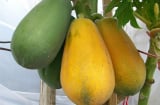 4 loại quả không thuốc trừ sâu lại bổ như sâm, ăn thỏa mái không lo hại người