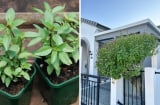 Loại rau gia vị giúp ngừa ung thư lên đời thành cây cảnh phong thuỷ: Xua đuổi tà khí, thu hút tài lộc