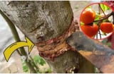 Nghèo mấy cũng không nên chặt bỏ 3 loại cây này: Cây càng xanh con cháu càng hưng thịnh, đời đời giàu có