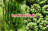 Vì sao người xưa nói ghép 2 nải chuối thắp hương là Đại Kỵ? 5 lưu ý cần tránh khi thắp hương chuối