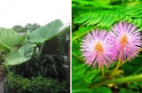 5 cây 'ngũ quỷ' đặt trong phòng khách gây tai họa: Hoa thịnh người suy, cố tình trồng cả nhà lãnh đủ rủi ro