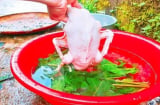 Vò nắm lá này rồi thả vào chậu nước, vặt lông vịt nhanh như chảo chớp, không dính một cọng lông măng