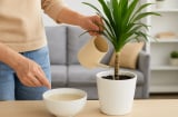 4 cách đơn giản giúp cây phát tài ra rễ cực khỏe, đặt đâu lộc đến đó