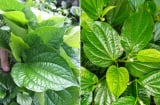 5 bài thuốc tốt từ lá lốt - loại dược liệu quý có sẵn trong vườn
