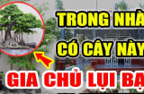 5 cây âm Chặn Đứng Tài Lộc: Cây mọc lâu năm càng đẩy lộc ra, người lẫn của khốn khó