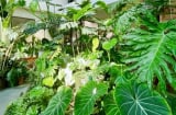 Cây cảnh trong nhà, lá càng to, lộc càng vượng, gia đình làm ăn phát đạt, viên mãn