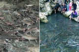 Chuyện kỳ bí về suối cá thần là điểm du lịch nổi tiếng miền Trung: Sự thật về đàn cá không ai dám ăn